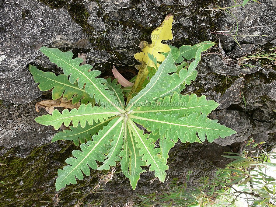 Fogo : Monte Velha : planta coroa de rei : Nature PlantsCabo Verde Foto Gallery