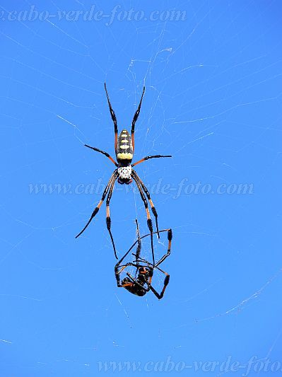 Brava : Vila Nova Sintra : aranha : Nature AnimalsCabo Verde Foto Gallery