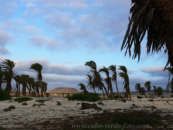 Boa Vista : Floresta Clotilde : palmeira : Landscape AgricultureCabo Verde Foto Gallery
