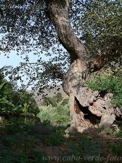 Insel: Santiago  Wanderweg:  Ort: Tabugal Motiv: Baum Motivgruppe: Landscape Agriculture © Pitt Reitmaier www.Cabo-Verde-Foto.com