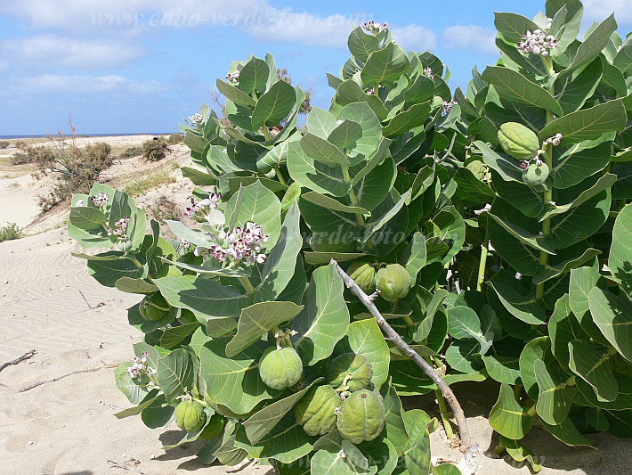 Insel: Maio  Wanderweg:  Ort: Calhetinha Motiv: Bombardeira Motivgruppe: Nature Plants © Pitt Reitmaier www.Cabo-Verde-Foto.com