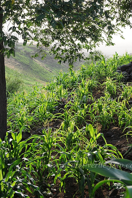 Santo Anto : Tabuleirinho da Tabuga : milho : Landscape AgricultureCabo Verde Foto Gallery