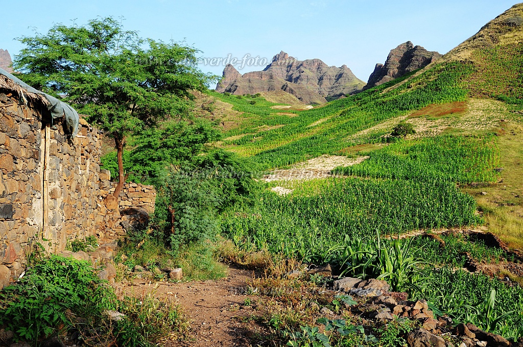 Santo Anto : Tabuleirinho da Tabuga : paisagem verde : Landscape MountainCabo Verde Foto Gallery