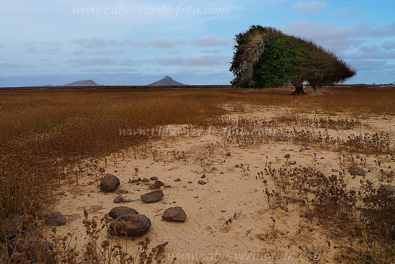 Boa Vista : Fonte Vicente : rvores curvadas pela fora aeolica : Landscape DesertCabo Verde Foto Gallery