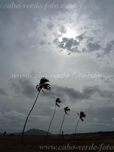 Boa Vista : Fonte Vicente : Palmtrees : Landscape DesertCabo Verde Foto Gallery
