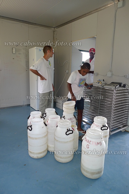 Santo Anto : Bolona Monte Arranha Perna : cheese factory : People WorkCabo Verde Foto Gallery