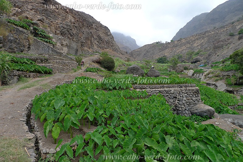 Santo Anto : Tarrafal de Monte Trigo : intensive irrigated inhame cultures : Technology AgricultureCabo Verde Foto Gallery