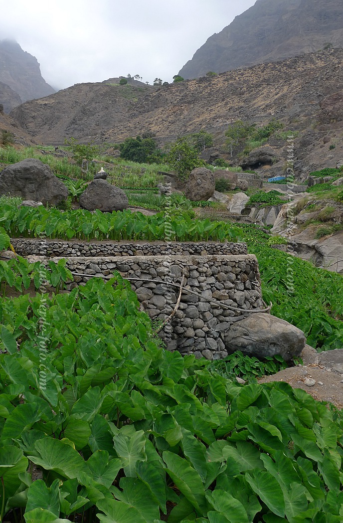 Santo Anto : Tarrafal de Monte Trigo : intensive irrigated inhame cultures : Technology AgricultureCabo Verde Foto Gallery