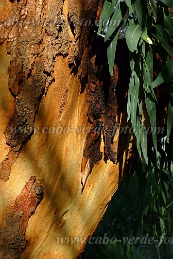 Santo Anto : Pico da Cruz Cinta de Tanque : Eucalyptus : Nature PlantsCabo Verde Foto Gallery