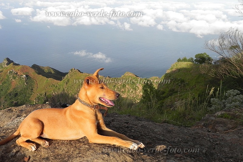 Santo Anto : Pico da Cruz Lombo Carrosco : dog : Nature AnimalsCabo Verde Foto Gallery