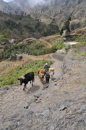 Santo Anto : Cruz de Santa Isabel : pastores com vacas : People WorkCabo Verde Foto Gallery