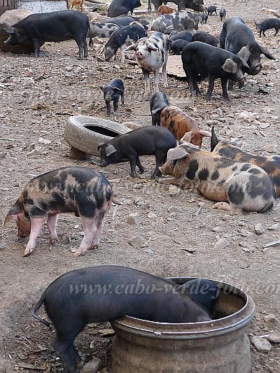 So Vicente : Fundo de Manelin : pig farming : Nature AnimalsCabo Verde Foto Gallery
