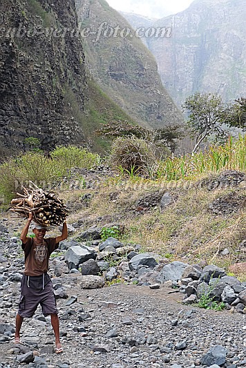 Santo Anto : R de Neve : peasant carrying fire wood : People WorkCabo Verde Foto Gallery