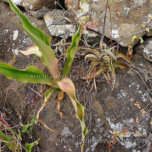 Insel: Santo Anto  Wanderweg:  Ort: Monte Joana Motiv: Goethe Pflanze Motivgruppe: Nature Plants © Pitt Reitmaier www.Cabo-Verde-Foto.com