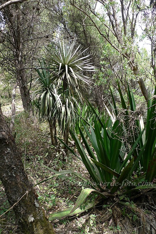 Insel: São Nicolau  Wanderweg: 202 Ort: Monte Gordo Motiv: Drachenbaum im Wald Motivgruppe: Nature Plants © Pitt Reitmaier www.Cabo-Verde-Foto.com