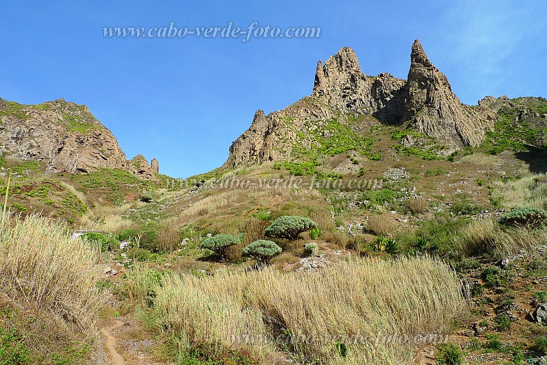 So Nicolau : Canto de Faija : Trilha com dragoeiro : Nature PlantsCabo Verde Foto Gallery