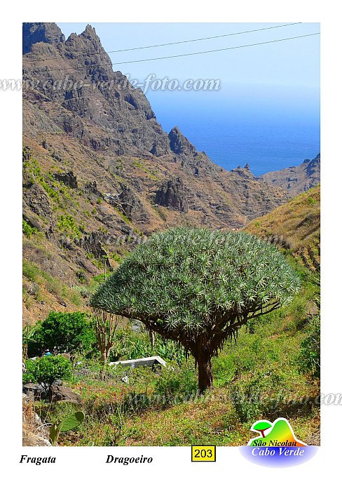 São Nicolau : Fragata Cruzinha : dragoeiro : Nature PlantsCabo Verde Foto Gallery