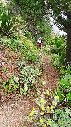 So Nicolau : Ladeira de Salamao : plantas endemicas na trilha : Nature PlantsCabo Verde Foto Gallery