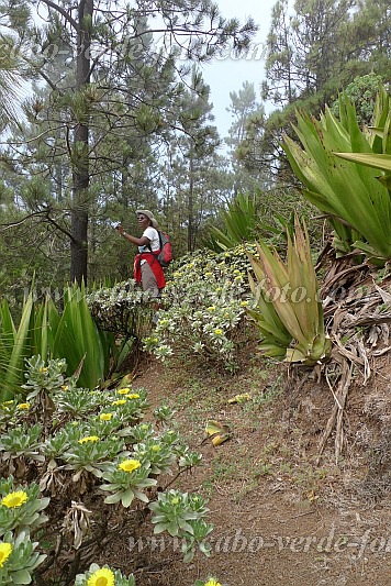 Insel: So Nicolau  Wanderweg:  Ort: Ladeira de Salamao Motiv: Endemische Pflanzen am Weg Motivgruppe: Nature Plants © Pitt Reitmaier www.Cabo-Verde-Foto.com