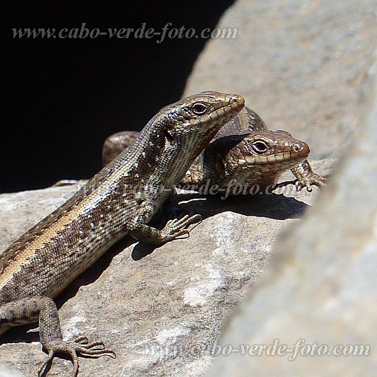 So Nicolau : R dos Calhaus : Largato : Nature AnimalsCabo Verde Foto Gallery