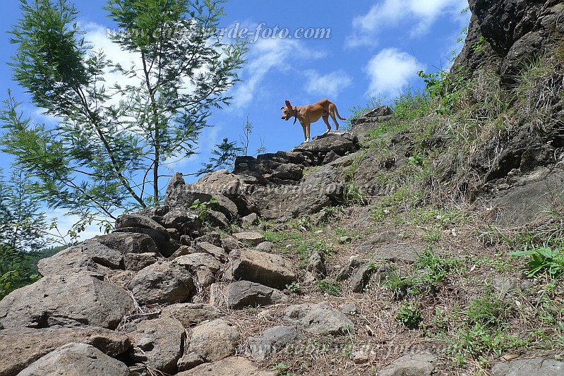 Insel: Santo Anto  Wanderweg: 106 Ort: Pico da Cruz Gudo sem Voz Motiv: Wanderweg Hund Motivgruppe: Landscape Mountain © Pitt Reitmaier www.Cabo-Verde-Foto.com