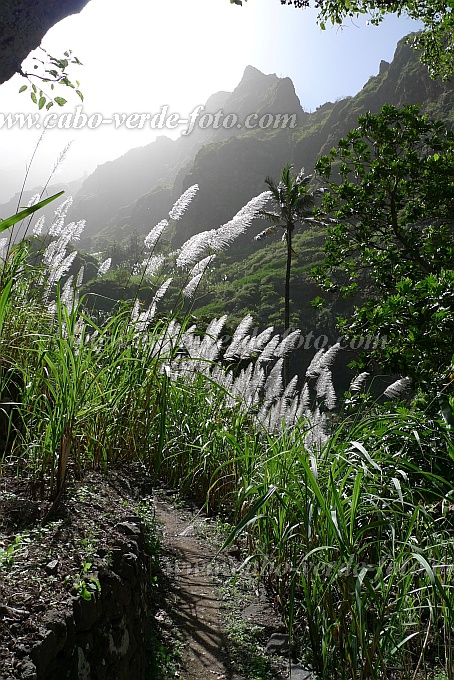 Santo Anto : Lombo de Pico : flor cana de acar : Nature PlantsCabo Verde Foto Gallery