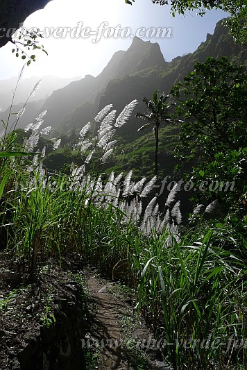 Insel: Santo Anto  Wanderweg:  Ort: Lombo de Pico Motiv: Zuckerrohr Motivgruppe: Landscape Agriculture © Pitt Reitmaier www.Cabo-Verde-Foto.com