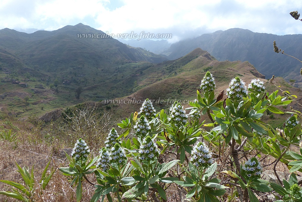Santiago : Achada Lagoa : planta endmica echium gorgonorum : Nature PlantsCabo Verde Foto Gallery