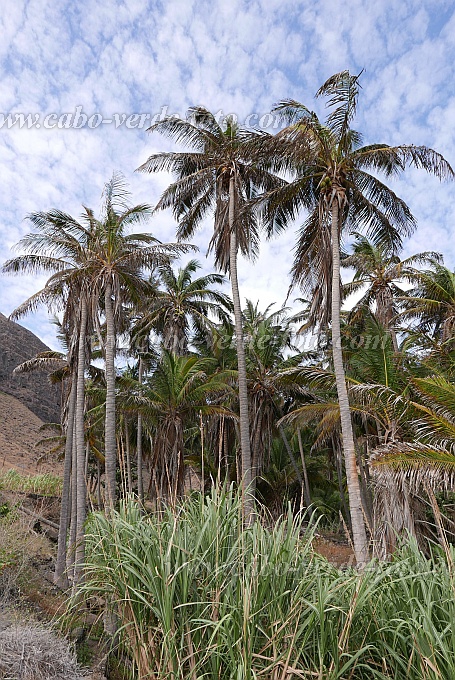 So Nicolau : Castilhano : Osis de montanha : Landscape DesertCabo Verde Foto Gallery