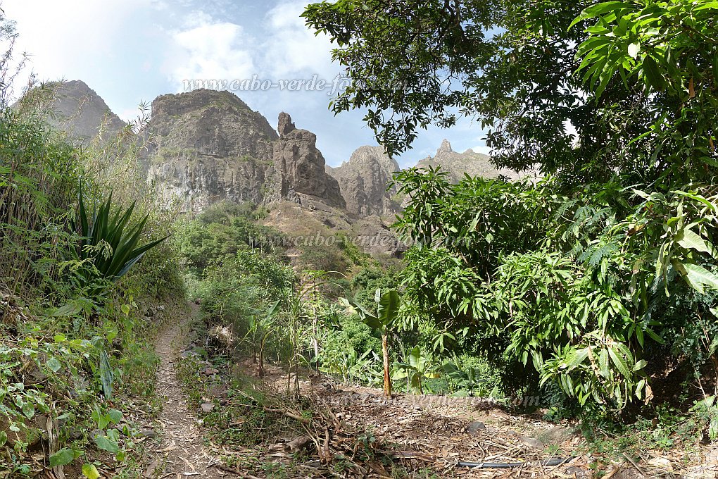 São Nicolau : Tzukud : dragon tree : Landscape MountainCabo Verde Foto Gallery