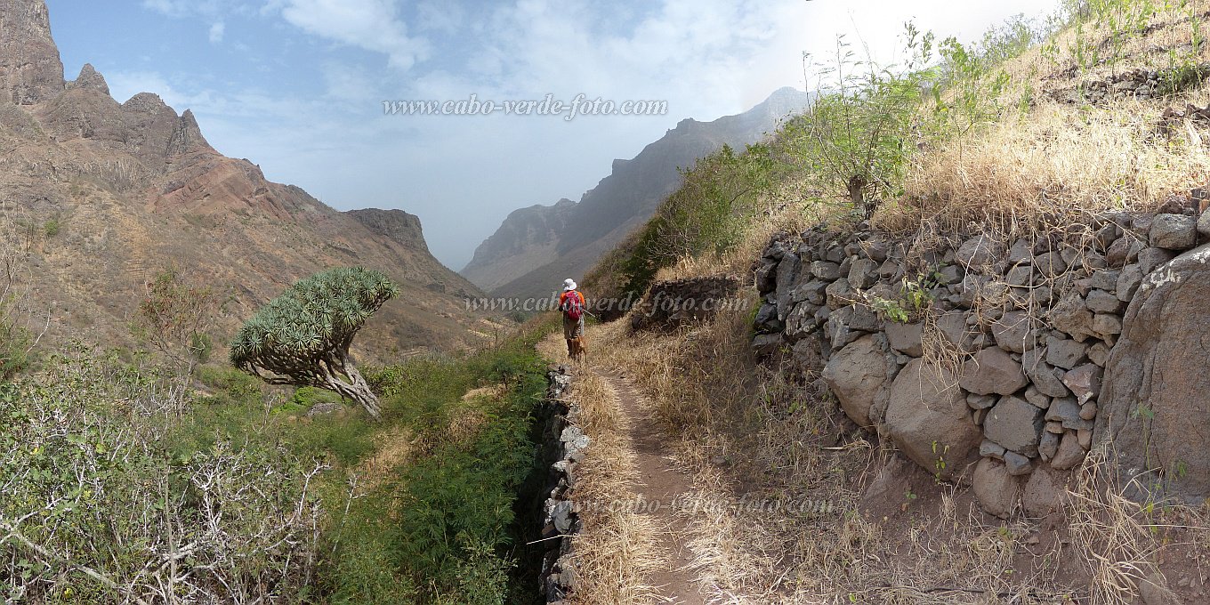 São Nicolau : Tzukud : Dragoeiro : Nature PlantsCabo Verde Foto Gallery