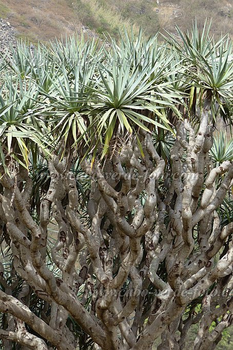 São Nicolau : Tzukud : dragon tree : Nature PlantsCabo Verde Foto Gallery