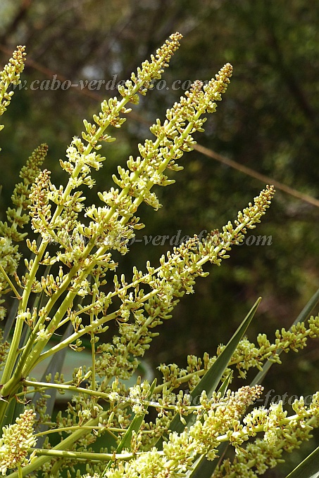 Santo Anto : Pico da Cruz : dragoeiro flor : Nature PlantsCabo Verde Foto Gallery