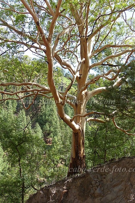 Santo Anto : Pico da Cruz : eucalyptus : Nature PlantsCabo Verde Foto Gallery