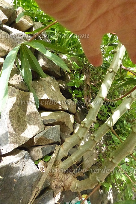 Santo Anto : Losna : manioc on stonewall : Nature PlantsCabo Verde Foto Gallery