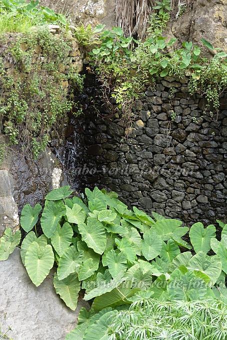 Santo Anto : Ribeira de Losna : inhame : Nature PlantsCabo Verde Foto Gallery