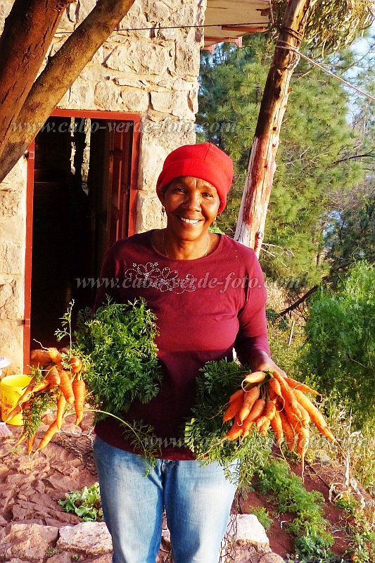 Santo Anto : Pico da Cruz : carrot drip-irrigation : Technology AgricultureCabo Verde Foto Gallery