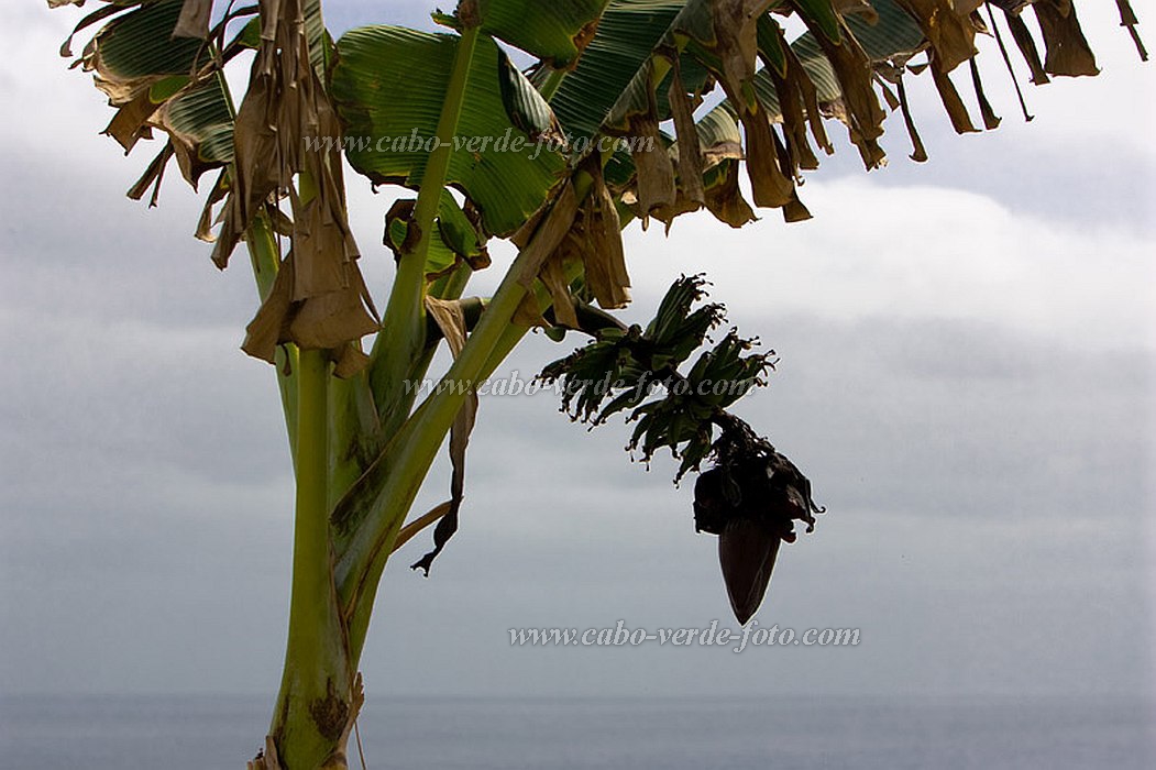 Santo Anto : Ribeira Grande : bananeira : Nature PlantsCabo Verde Foto Gallery