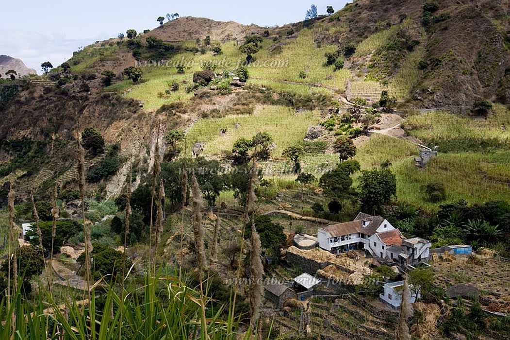 Santo Anto : Pal - Campo de Co : quinta : Landscape AgricultureCabo Verde Foto Gallery