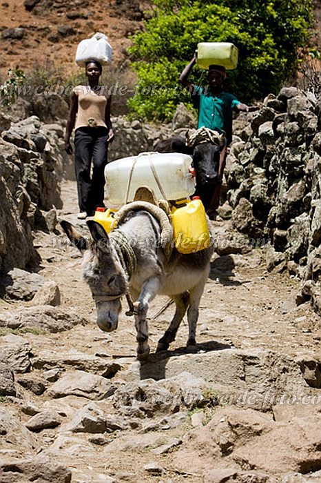 Santo Anto : Cova de Pal : buscar gua com burro : People WorkCabo Verde Foto Gallery