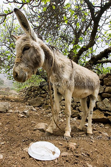 Santo Anto : Cova de Pal : burro : Nature AnimalsCabo Verde Foto Gallery