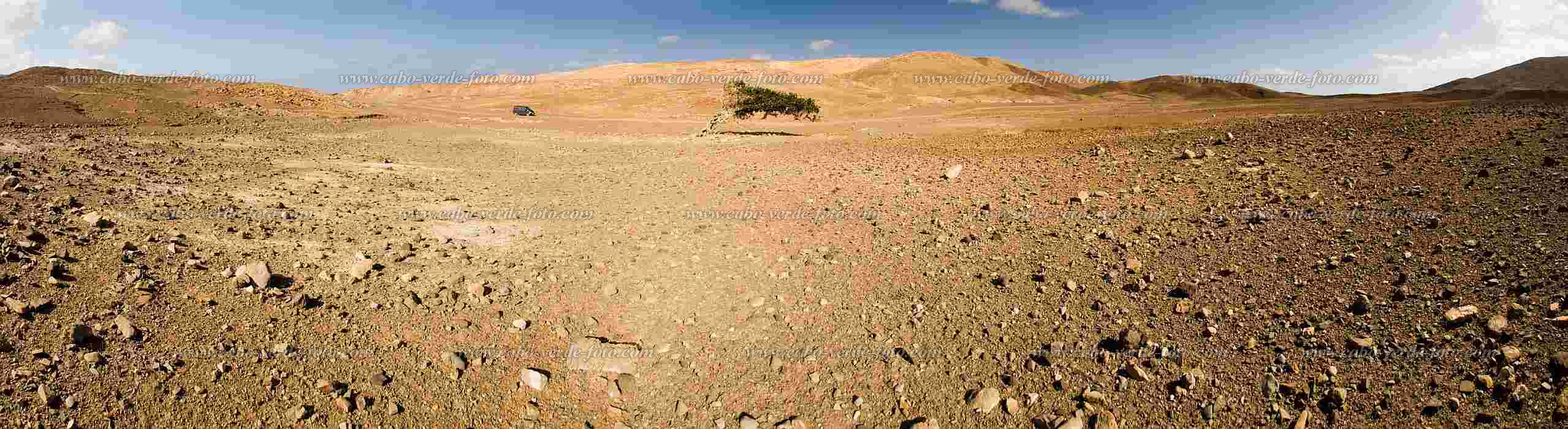Insel: Maio  Wanderweg:  Ort:  Motiv: Der Baum Motivgruppe: Landscape Desert © Florian Drmer www.Cabo-Verde-Foto.com
