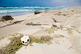 Insel: Boa Vista  Wanderweg:  Ort: Cabo Santa Maria Motiv: Schildkröte Motivgruppe: Nature Animals © Florian Dürmer www.Cabo-Verde-Foto.com