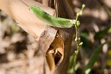 Insel: Santiago  Wanderweg:  Ort: Picos Motiv: Bohne Motivgruppe: Nature Plants © Florian Drmer www.Cabo-Verde-Foto.com