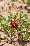 Insel: Santiago  Wanderweg:  Ort: Picos Motiv: Paprika Motivgruppe: Technology Agriculture © Florian Drmer www.Cabo-Verde-Foto.com