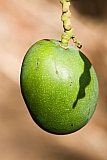 Santiago : Cidade Velha : mango : Nature Plants
Cabo Verde Foto Gallery