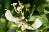 Fogo : Ch das Caldeiras : bean : Nature Plants
Cabo Verde Foto Gallery