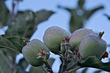 Fogo : Ch das Caldeiras : apple : Technology Agriculture
Cabo Verde Foto Gallery