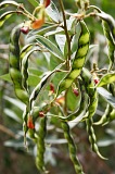 Fogo : Ch das Caldeiras : bean : Technology Agriculture
Cabo Verde Foto Gallery