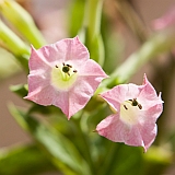 Brava : Vila Nova Sintra : flower : Nature Plants
Cabo Verde Foto Gallery